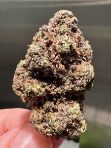 A dense, cannabis bud with green, brown, and purple hues, held by a hand.