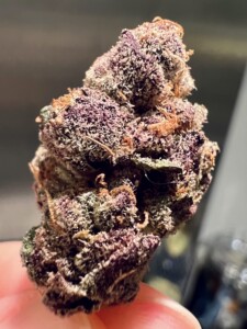 Close-up of a cannabis bud, with purple and green hues, held between fingers.
