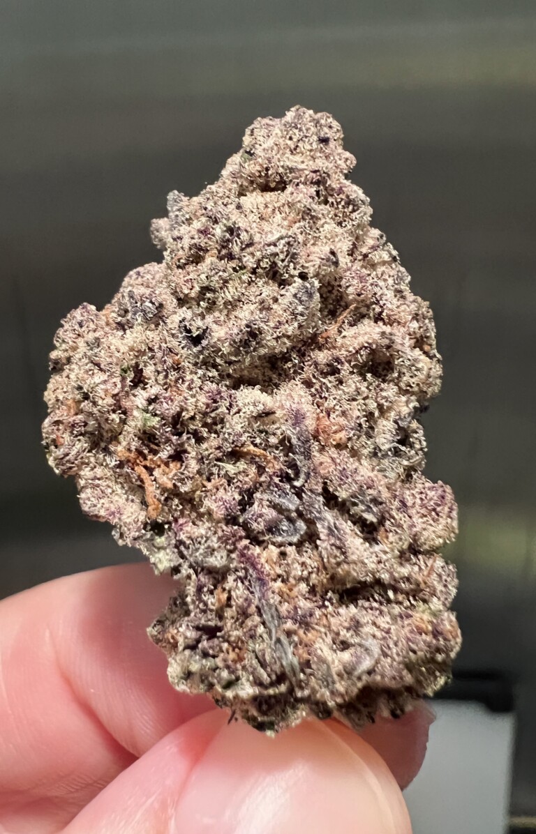 A dense, purple and light green marijuana bud held between fingers against a blurred gray background.