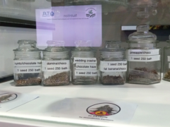 Cannabis seeds on display at Greeenfields Farmers weed shop, Hua Hin, Thailand. Runts, Wedding Crasher strains.