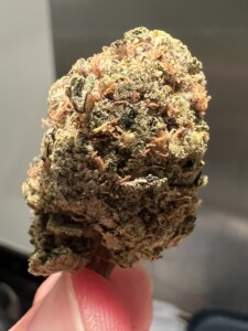 Hand holding a large cannabis flower bud.