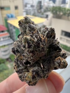 A hand holding a bud of cannabis with purple, green, and orange hues, against a blurry city backdrop.