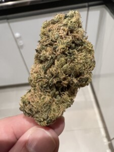 Bud of green cannabis held by a hand.