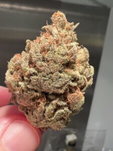 A dense cannabis bud with visible trichomes held between fingers, background is out of focus.