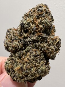 Bud of cannabis, with various shades of green, brown, and black, held against a white background.