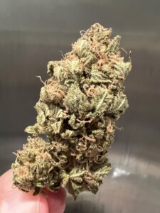 Bud of cannabis with green and brown hues, held in fingers, against a gray background.