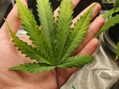 Cannabis leaf held in a hand, Koh Phi Phi, Thailand.