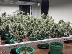 Indoor cannabis grow operation at Stone Face Koh Chang weed dispensary, Kai Bae, Thailand.
