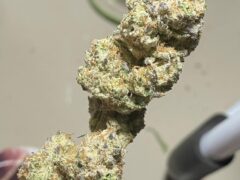 Cannabis flower, potentially Jelly Breath strain, at มีกัญฟาร์ม cannabis farm in Phetchaburi, Thailand.