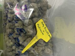 มีกัญฟาร์ม cannabis farm, Phetchaburi, Thailand, cannabis flower labeled 