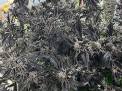 Cannabis flowers at มีกัญฟาร์ม cannabis farm, Phetchaburi, Thailand, focus on quality cannabis.