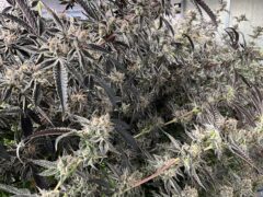 Lush cannabis plants at มีกัญฟาร์ม cannabis farm in Phetchaburi, Thailand. Weed flowers close-up.