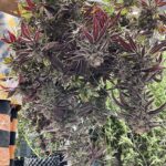 มีกัญฟาร์ม cannabis farm