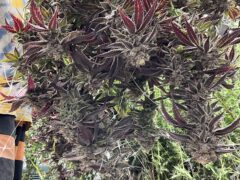 มีกัญฟาร์ม cannabis farm in Phetchaburi, Thailand. Close-up of harvested Jelly Breath cannabis flower.