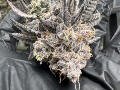 Cannabis flower from มีกัญฟาร์ม cannabis farm in Phetchaburi, Thailand.