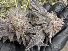 Cannabis flower buds from มีกัญฟาร์ม cannabis farm, Phetchaburi, Thailand.