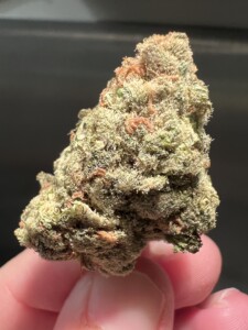 Close-up of a hand holding a cannabis flower bud.