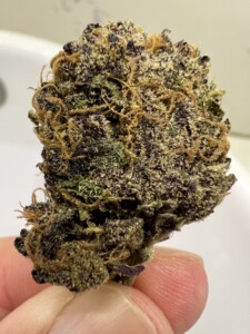 Close-up of a finger holding a purple and green cannabis bud.