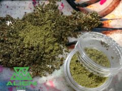 Alien Roll, Pathum Thani cannabis: Ground weed flower and kief in a container.