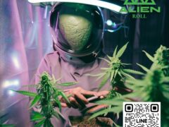 Alien Roll cannabis store in Ban Mai, Pathum Thani, Thailand. Alien wearing helmet growing cannabis flower.