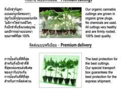 SIAM-CUTTINGS Organic cannabis cuttings, buds, and fertilizer. Premium cuttings in Thailand.