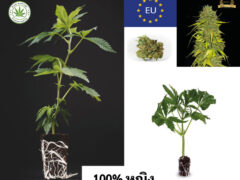Siam-Cuttings cannabis cutting with THC levels 19-23% and EU quality.
