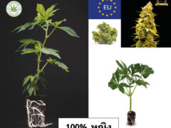 Siam-Cuttings image of cannabis cuttings and buds with 