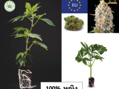 Siam-Cuttings image featuring cannabis cuttings and buds, showcasing EU genetics and organic cultivation.
