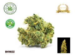Banana Monkey cannabis flower from Siam-Cuttings, showcasing THC, CBD, and CBN content. Organic cannabis in Thailand.