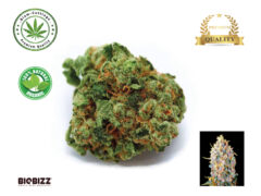 Siam-Cuttings product image with 