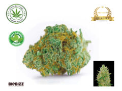 Master Kush Grand cannabis flower, organic products from Siam-Cuttings. THC: 20-24%.