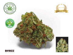 Sour Diesel cannabis bud, SIAM-CUTTINGS organic flower, THC 20-24%, Thailand.