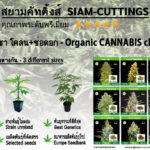 Siam-Cuttings