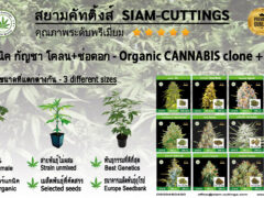 SIAM-CUTTINGS: Organic cannabis clones and buds, EU seed bank, 100% organic.