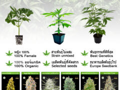 SIAM-CUTTINGS Organic cannabis clones, buds, and cannabis flower strains.