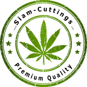 Green stamp with cannabis leaf, "Siam-Cuttings Premium Quality".