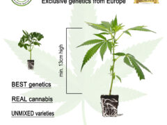 Siam-Cuttings image with cannabis cuttings, 100% organic, and details about genetics.