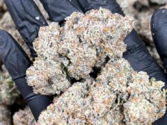 Hand holding cannabis flower, indoor-grown weed. Pureleaf Savers, Pattaya, Thailand.