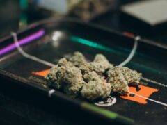 Cannabis flower buds on a tray at LV Cannabis Boutique, a weed shop in Patong, Phuket, Thailand.