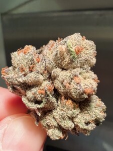 Close-up of a finger holding a cannabis flower bud.
