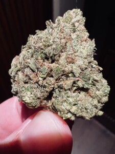 Hand holding a large cannabis bud.
