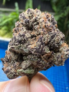 Close-up of a hand holding a large purple and green cannabis bud.