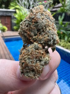 Close-up of a hand holding a cannabis bud.