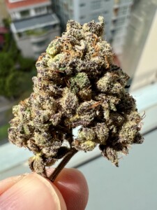Finger holds a dense, trichome-covered cannabis bud.