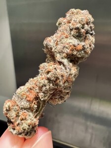 Close-up of a trichome-covered cannabis bud held by a finger.
