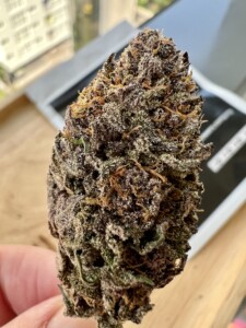 Hand holds a purple cannabis flower bud.