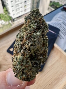 Hand holding a large cannabis flower bud.