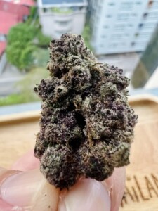Hand holding a purple and green cannabis bud.
