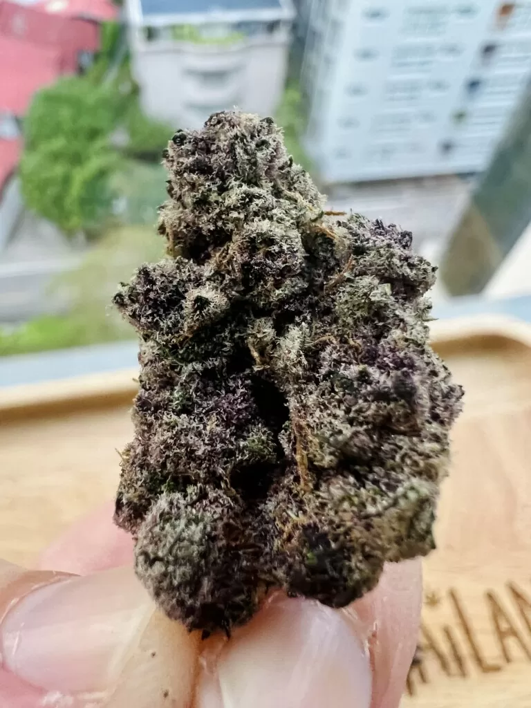 Hand holding a purple and green cannabis bud.