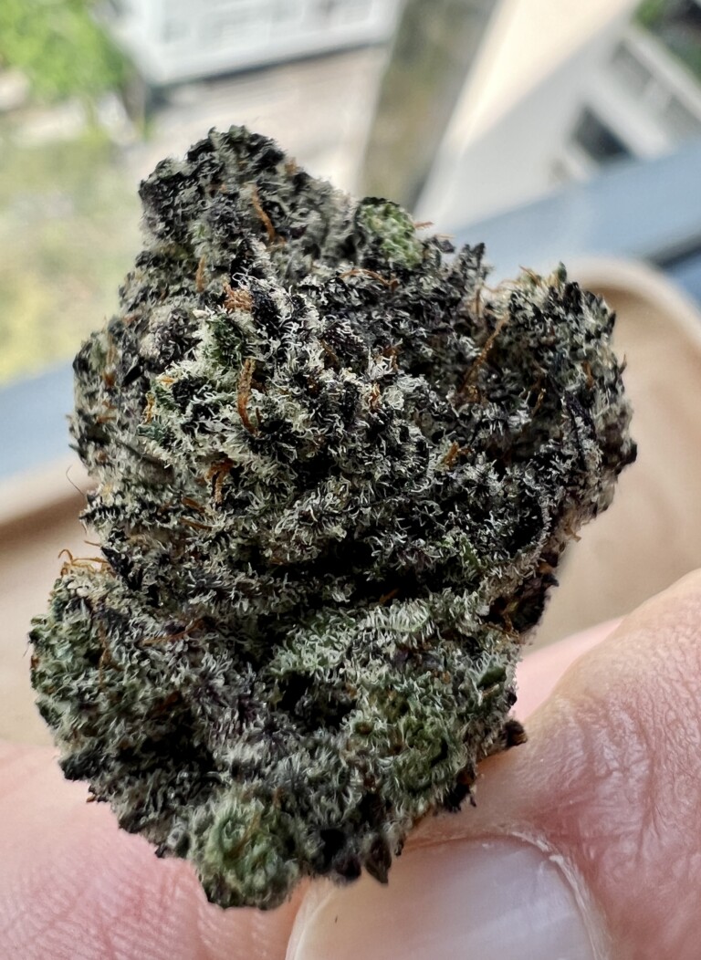 Close-up of a large, dark, frosty cannabis bud held in a hand.